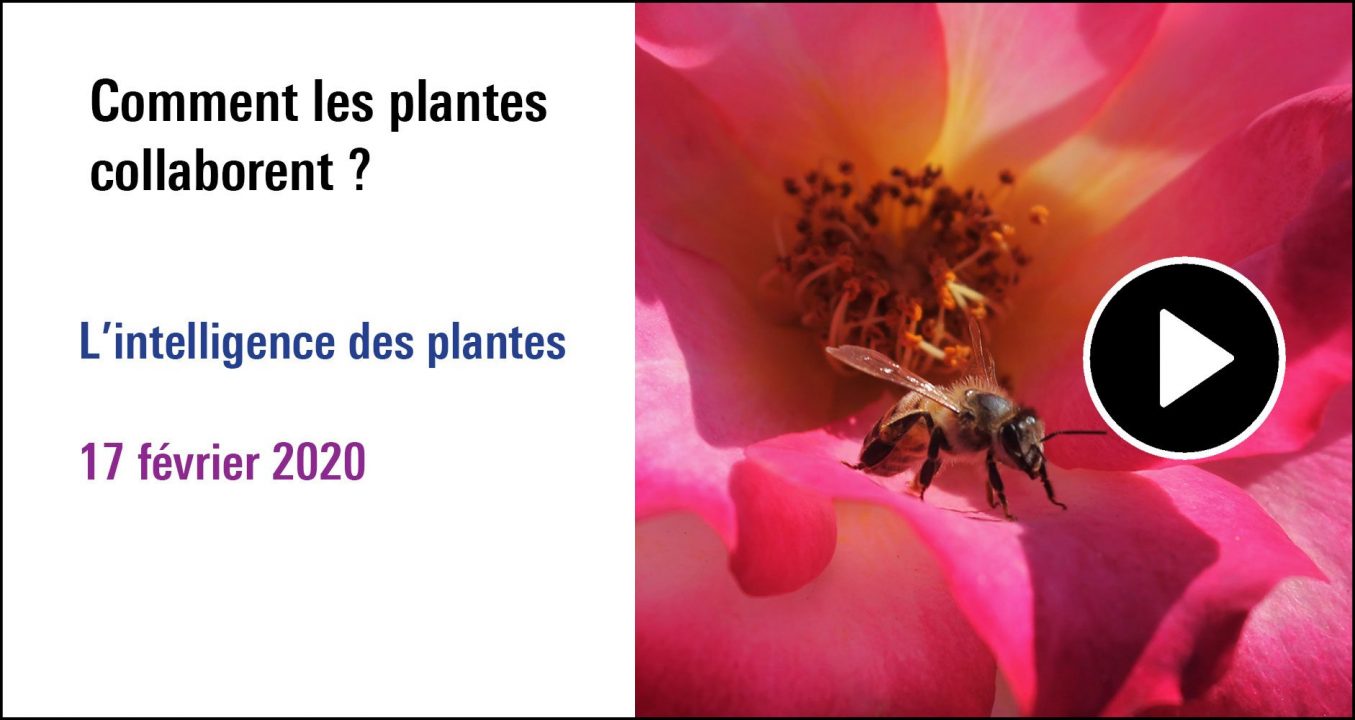 Visuel de la séance Comment les plantes collaborent ? (17 février 2020)