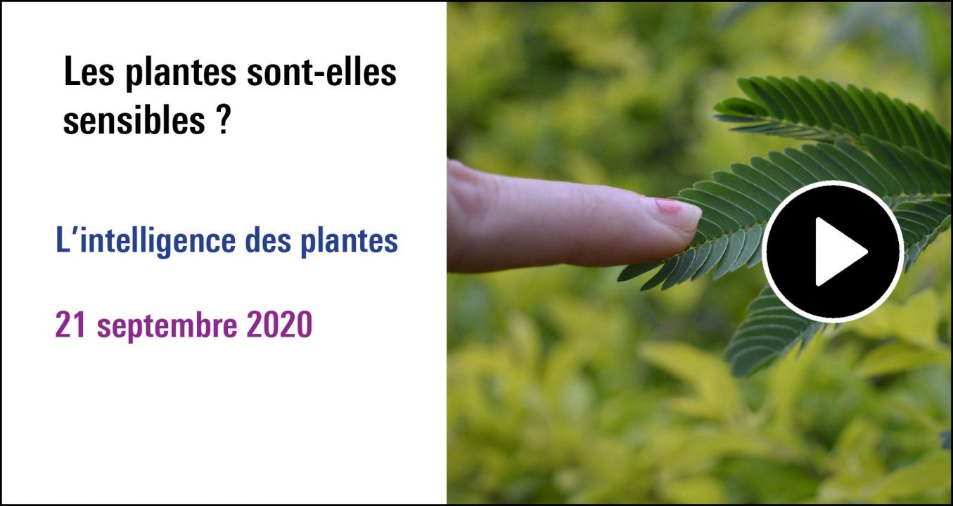 Visuel de la séance Les plantes sont-elles sensibles ? (21 septembre 2020)